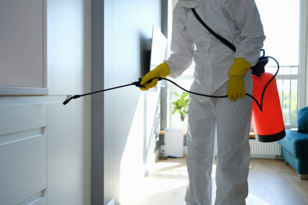 Best Attic Mold Removal  in Piedmont, CA