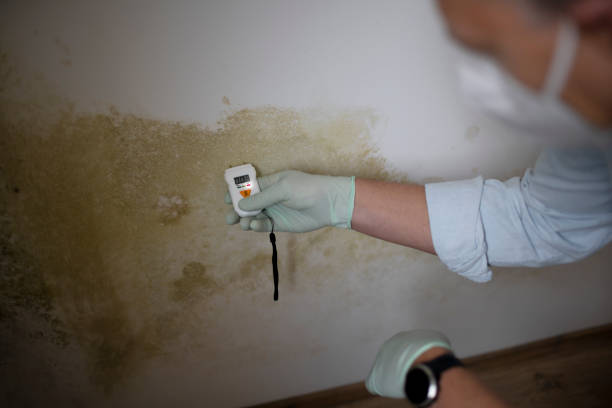 Best Mold Removal and Inspection  in Piedmont, CA