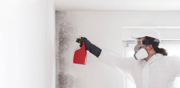 Piedmont, CA Mold Removal Company