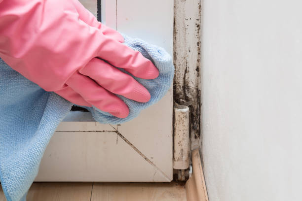Best Mold Testing  in Piedmont, CA
